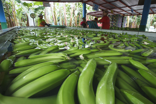 Bio-Bananen aus Ecuador