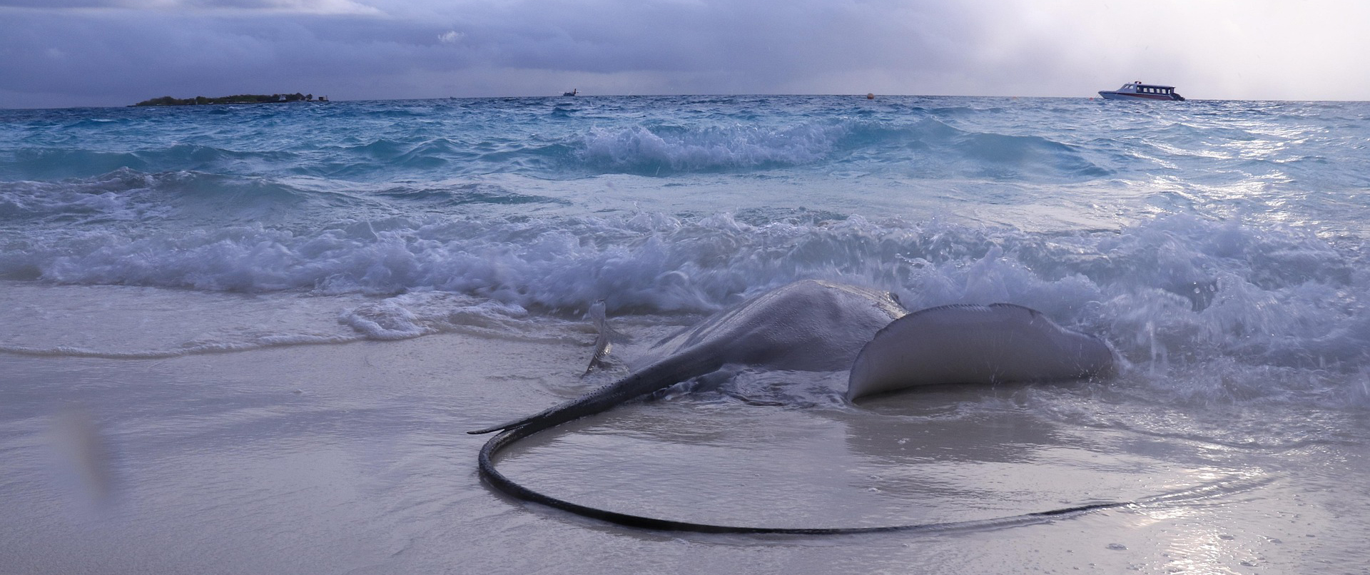 costa brava, strandschließung wegen fetten rochens